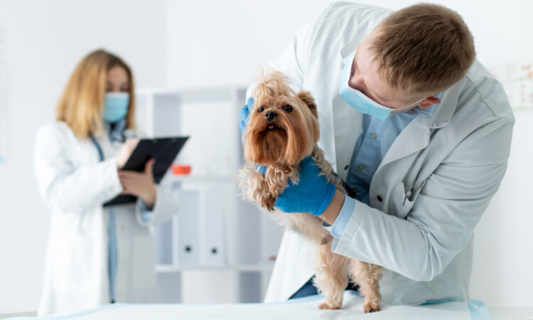 Des gardes transparentes et équilibrées