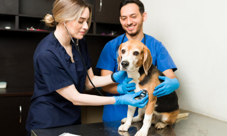 Le tout-en-un pour votre clinique vétérinaire